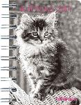 agenda 2014 kittens 8x13 cm-4002725763709 agenda 2014 kittens 8x13 cm-4002725763709