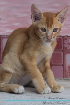 thai cat affirmations workbook thai cat presents-9781526976604