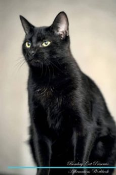 birman cat affirmations workbook birman cat presents-9781526967114