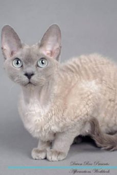 devon rex affirmations workbook devon rex presents-9781526969224