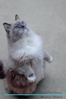ragdoll cat affirmations workbook ragdoll cat presents-9781526974174