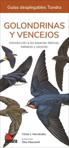 golondrinas y vencejos - guias desplegables tundra-victor j. hernandez-9788419624574