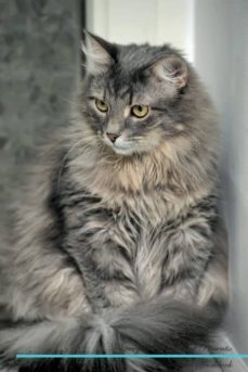 norwegian forest cat affirmations workbook norwegian forest cat presents-9781526972484