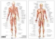 sistema muscular-miguel jimenez hernandez-9788494518584