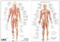sistema muscular-miguel jimenez hernandez-9788494518584 sistema muscular-miguel jimenez hernandez-9788494518584
