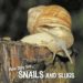 how they live... snails and slugs (ebook)-9789616978224 how they live... snails and slugs (ebook) 9789616978224