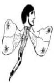 Portada de LA VIDA CAPRICHOSA: ANTOLOGIA DE CUENTOS Y RELATOS